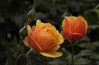 Balboa Park Rose Garden�